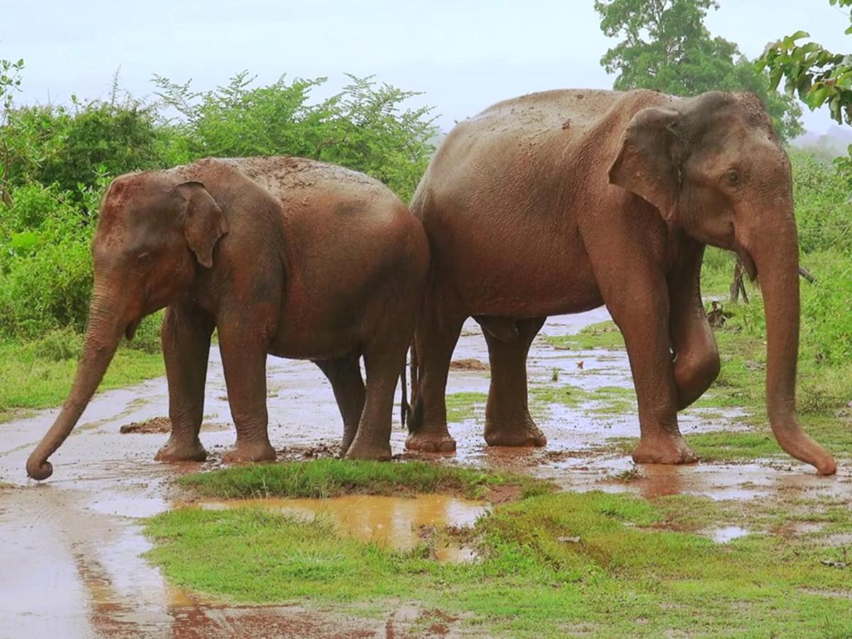Travellers Halt Hotel Ratnapura Ngoại thất bức ảnh
